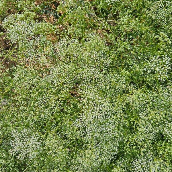 Falcaria vulgaris Flower