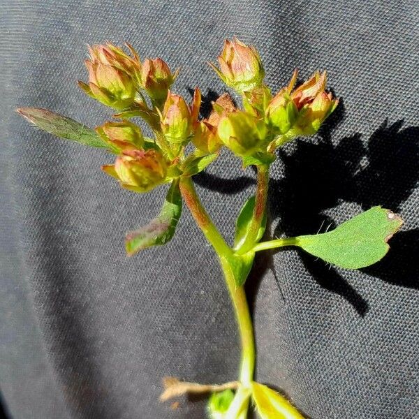 Sibbaldia procumbens Fruit