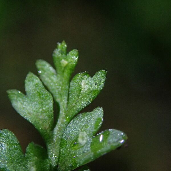 Asplenium abyssinicum Leaf