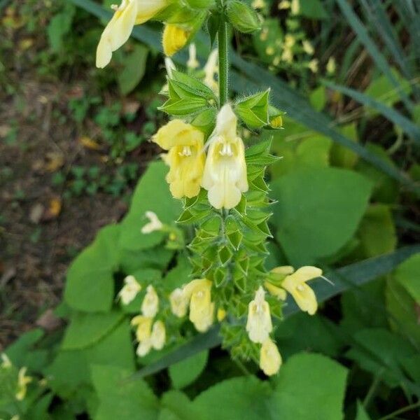 Salvia glutinosa Hostoa