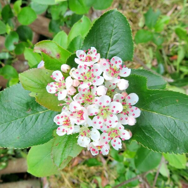 Aronia melanocarpa फूल