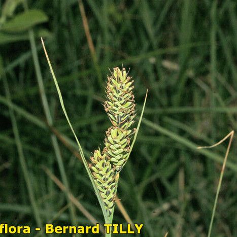 Carex buxbaumii Плід