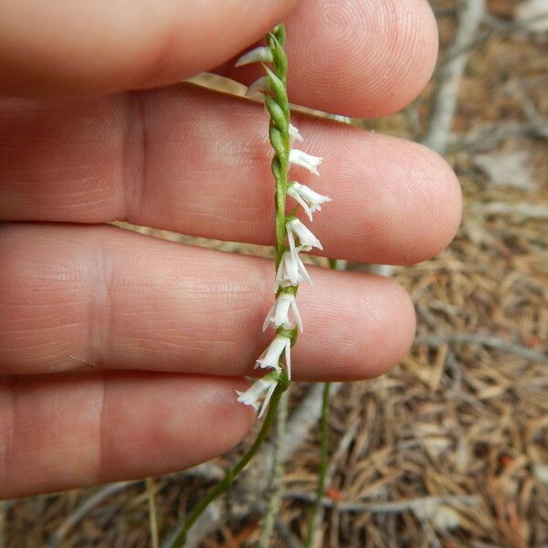 Spiranthes lacera Flower