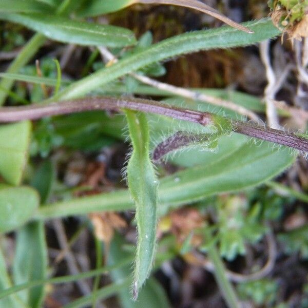 Erigeron uniflorus Casca