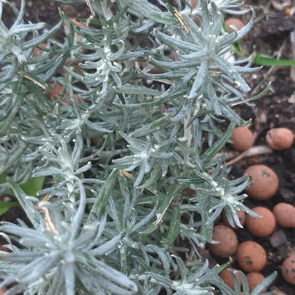 Helichrysum italicum ഇല