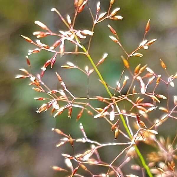 Agrostis gigantea Λουλούδι