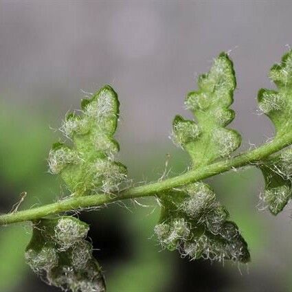 Woodsia alpina Hoja