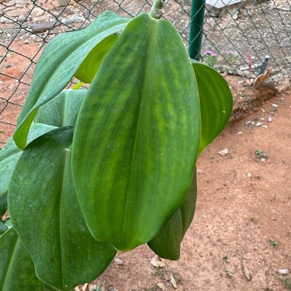 Costus arabicus Листок