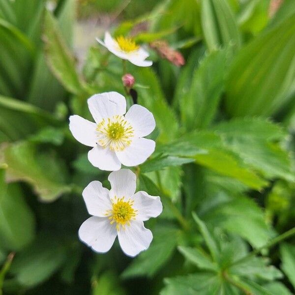 Ranunculus aconitifolius Virág