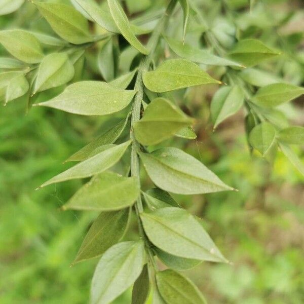 Ruscus aculeatus Blad