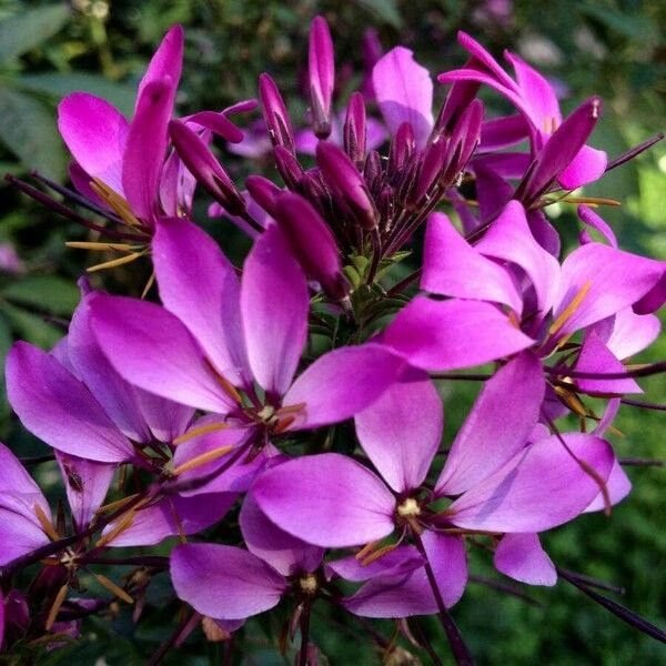 Cleome houtteana 花