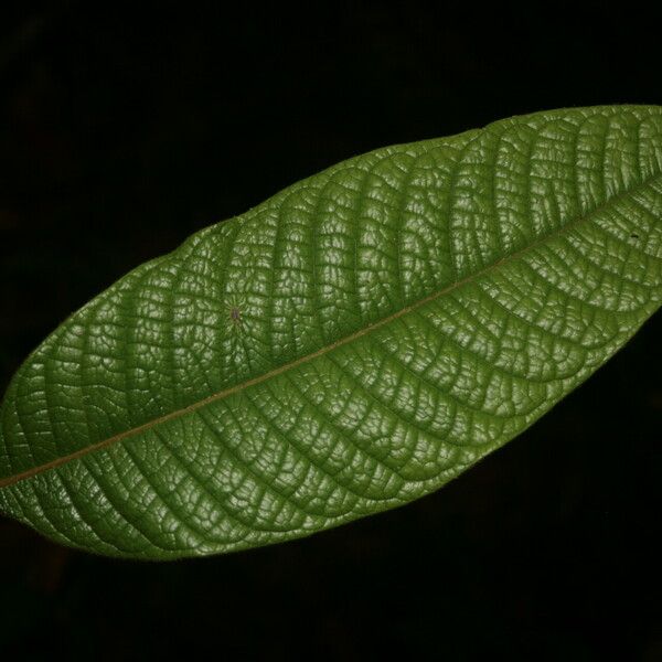 Hirtella glandulosa Frunză