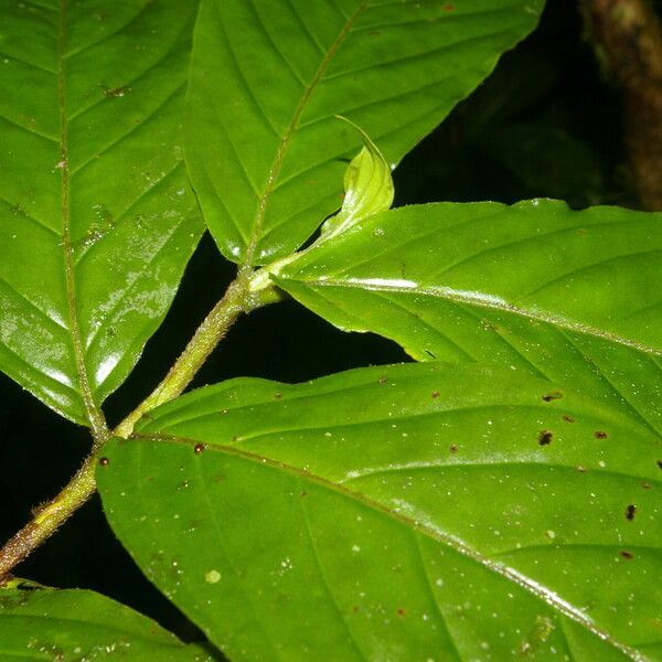 Bertiera bracteosa Hoja