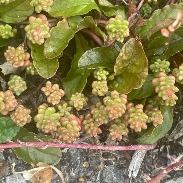 Sedum album Leaf