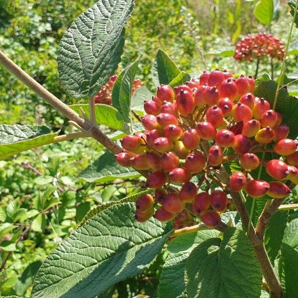 Viburnum lantana Φρούτο