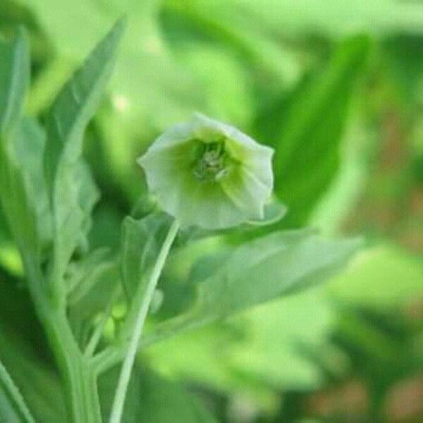 Physalis angulata 花