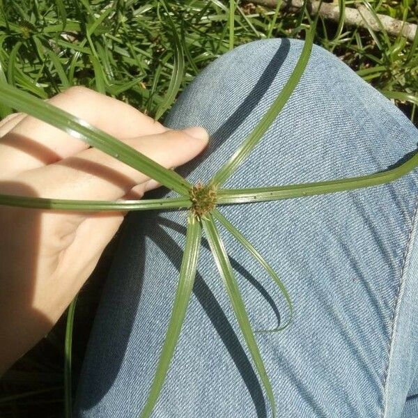 Cyperus aromaticus Flor