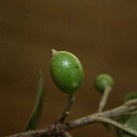 Siparuna decipiens Froito