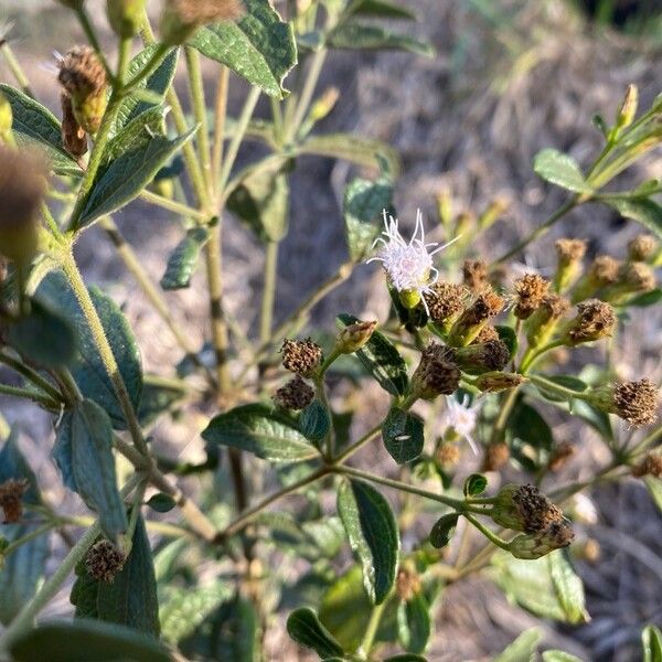 Mikania cordifolia 花