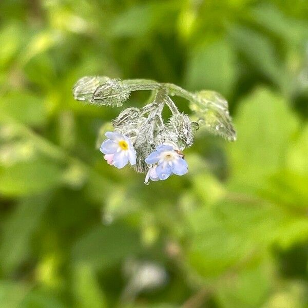 Myosotis arvensis Flower