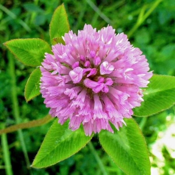 Trifolium pratense Flower