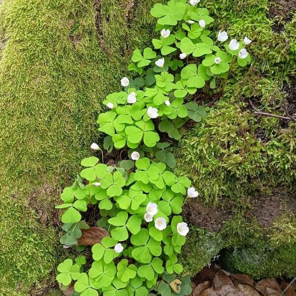 Oxalis acetosella অভ্যাস