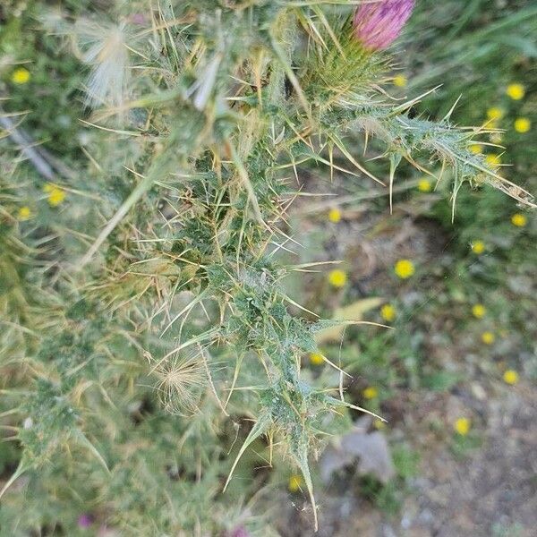 Carduus tenuiflorus Foglia