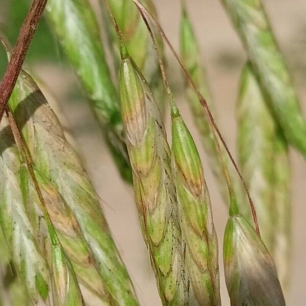 Bromus squarrosus Цвят