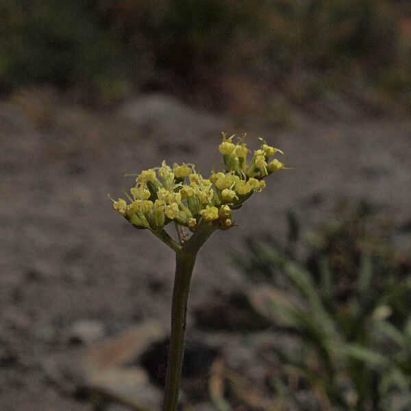 Lomatium triternatum Blomst