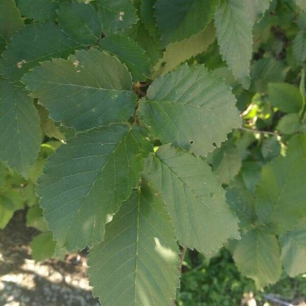 Ulmus minor Leaf