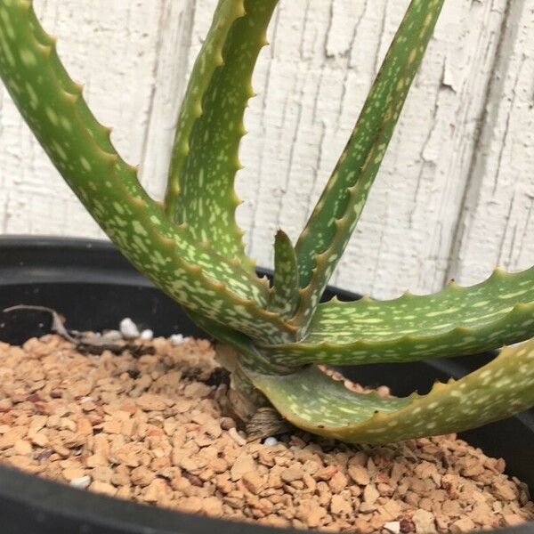 Aloe camperi 葉