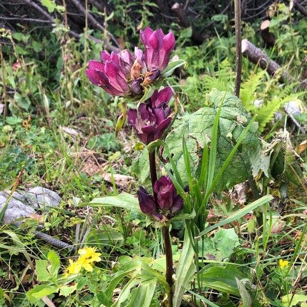 Gentiana pannonica फूल