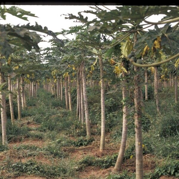 Carica papaya Fuelha