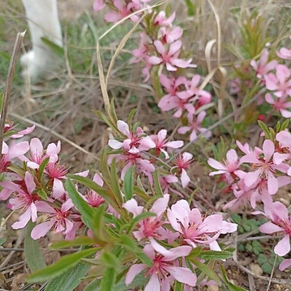 Prunus tenella Kwiat