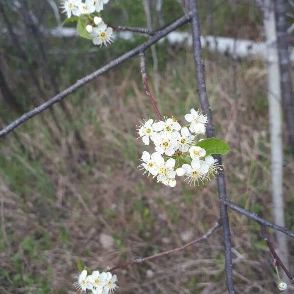 Prunus pensylvanica Kvet