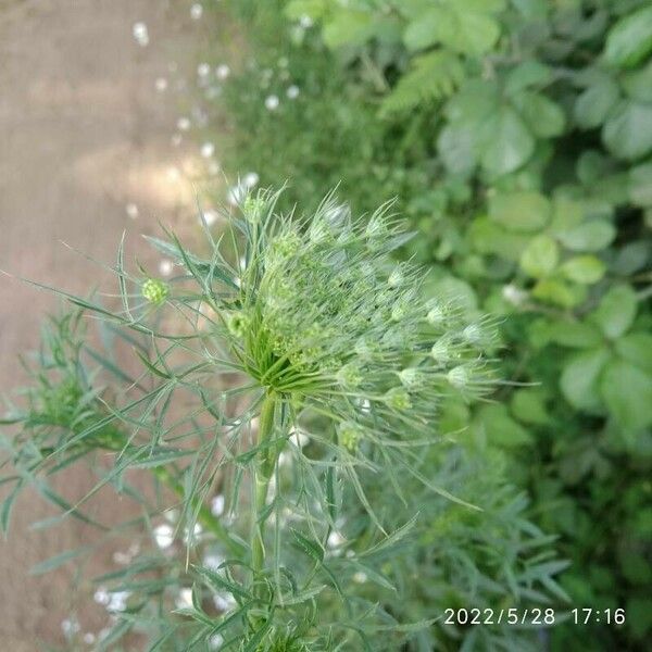 Ammi majus Blüte