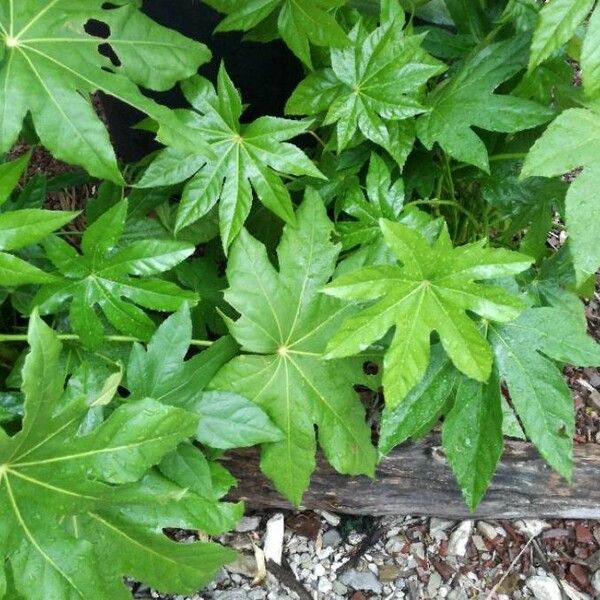 Fatsia japonica Lehti