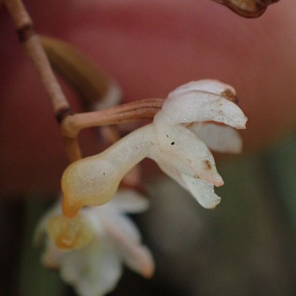 Microcoelia bispiculata 花