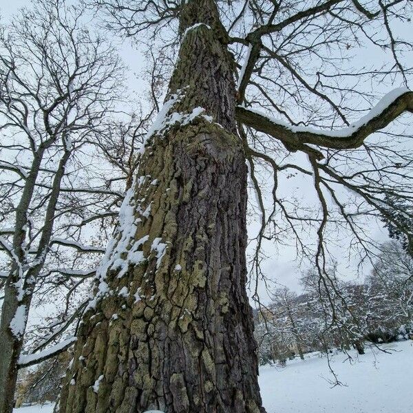 Quercus cerris Habitus