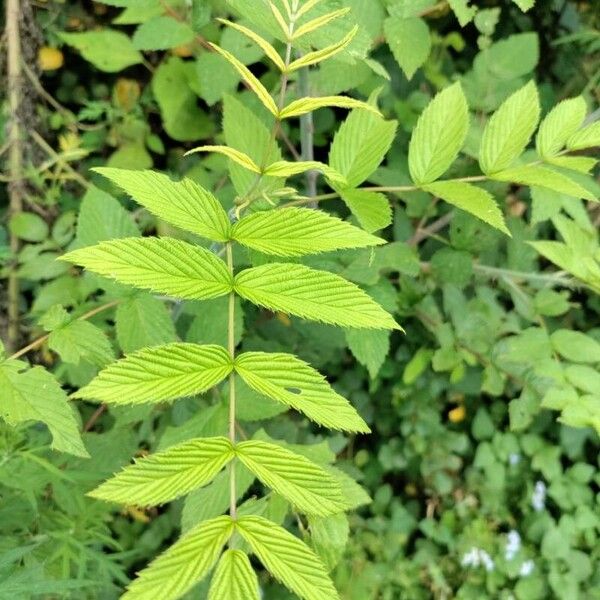 Rubus niveus 葉