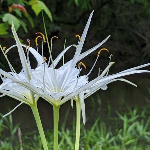 Hymenocallis liriosme Kwiat