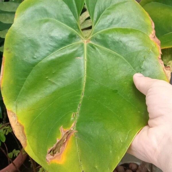 Anthurium nymphaeifolium Ліст