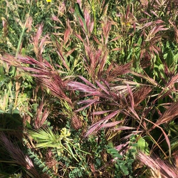 Bromus madritensis Bloem