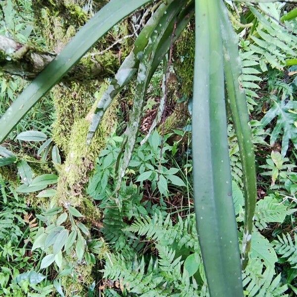 Diaphananthe vesicata Habit