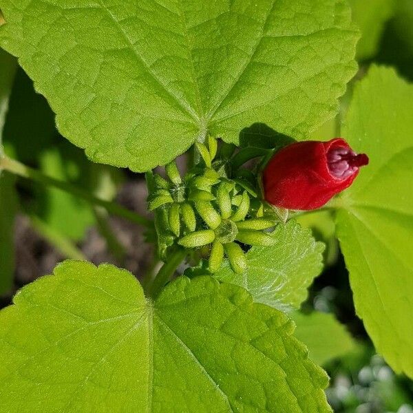 Malvaviscus arboreus Autre