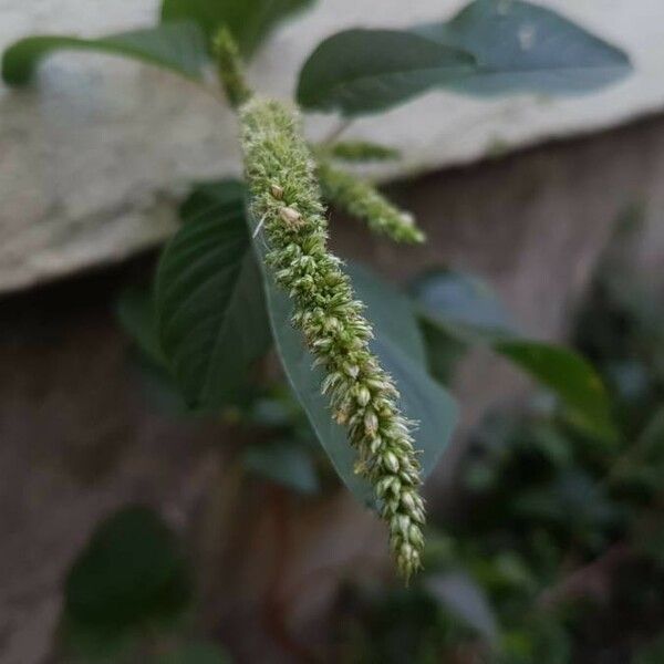 Amaranthus tortuosus Bloem