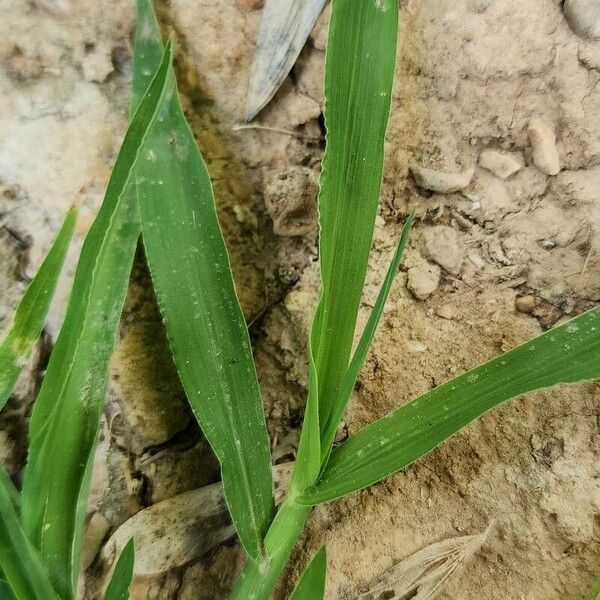 Digitaria sanguinalis Fuelha