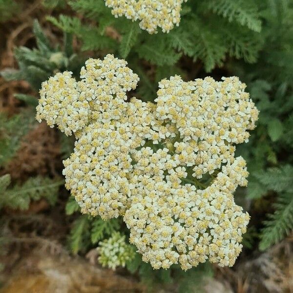 Achillea crithmifolia Flower