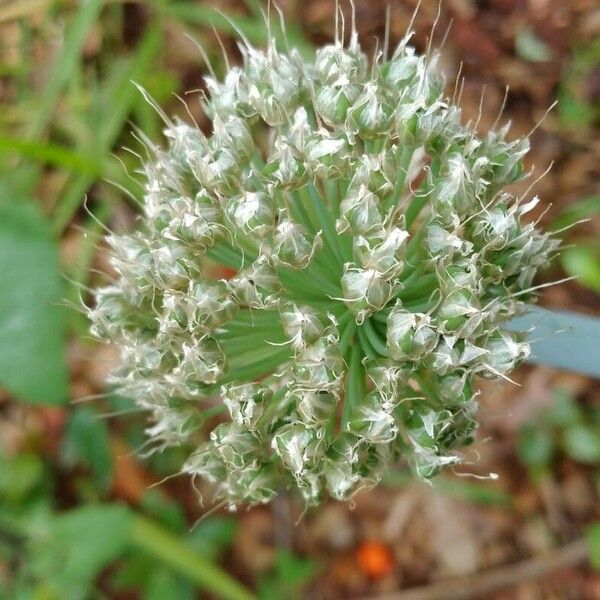 Allium fistulosum Цвят