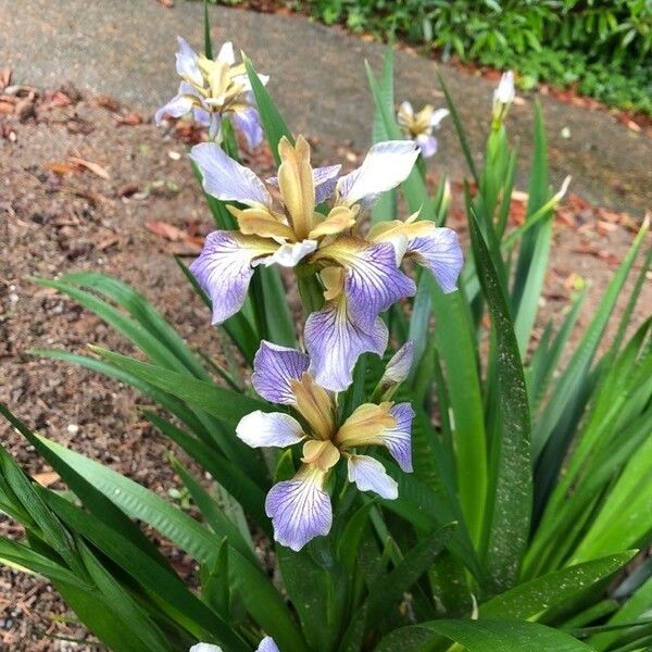 Iris foetidissima Blodyn